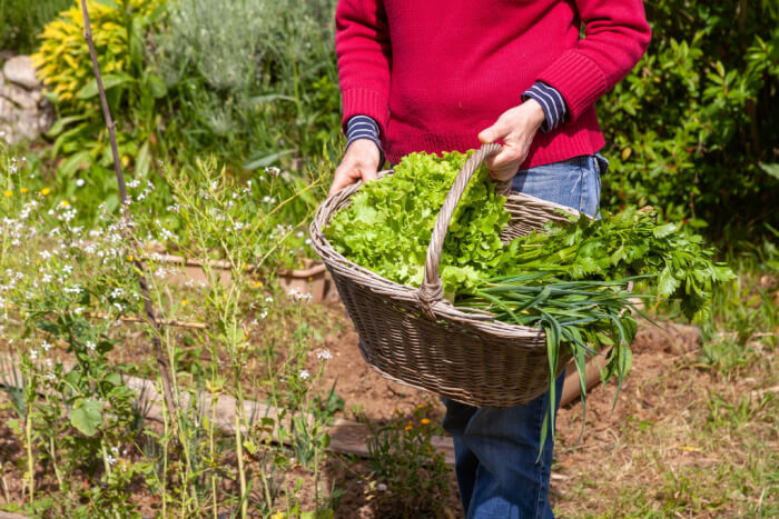Pessoa no campo com cesta cheia de hortaliças e verduras da primavera.