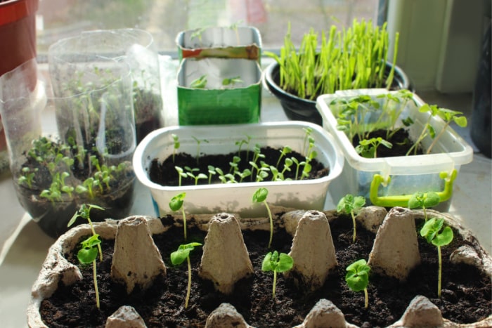 Vários potes como bercário das mudinhas para mini horta em casa.